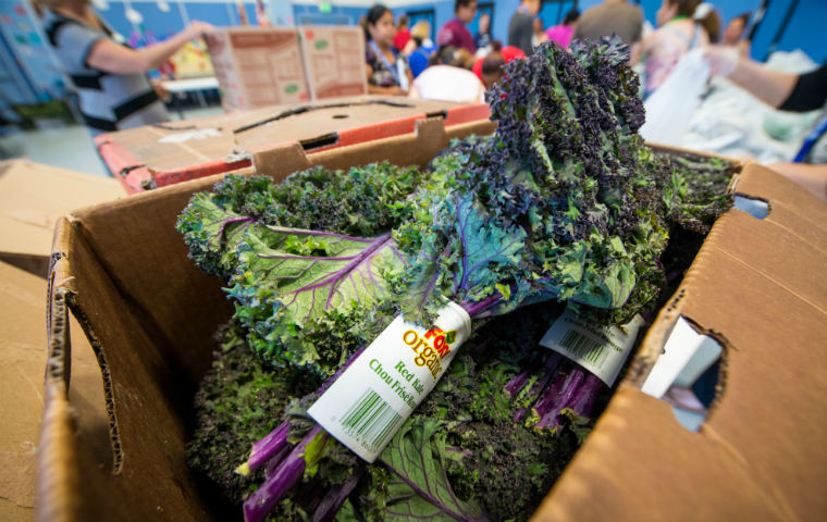 organic kale at a food bank by Second Harvest Silicon Valley image link to story