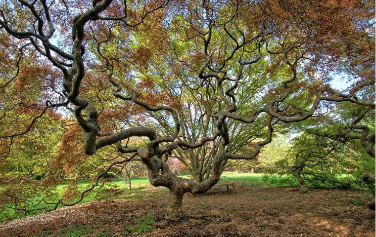 Photo of Japanese Maple from Cylburn Arboretum