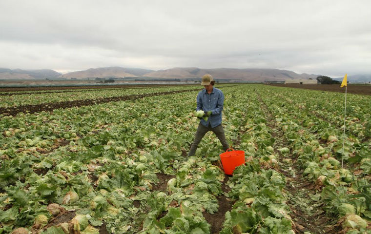 Photo of worker in a farming field