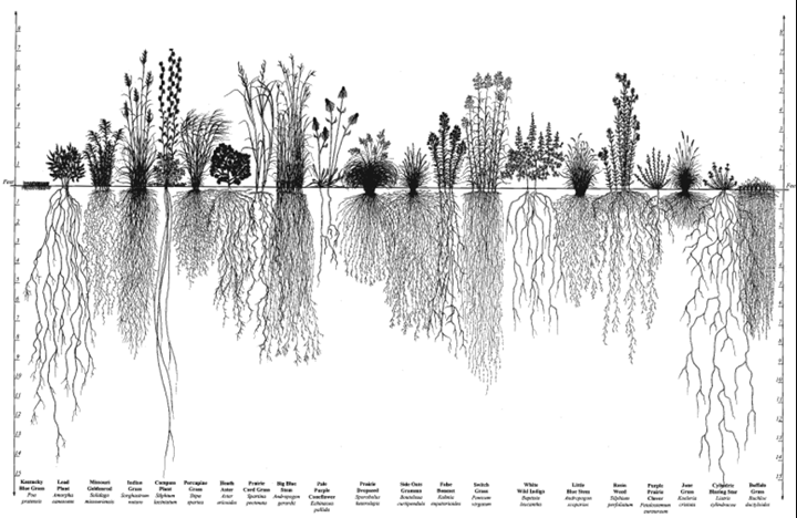 prairie grass root systems