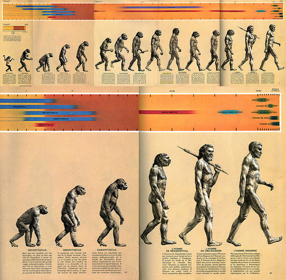 Zallinger’s 1965 drawing, “The Road to Homo Sapiens” 