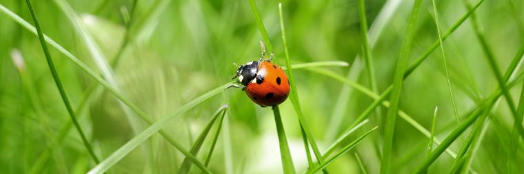 A ladybug on a strand of grass