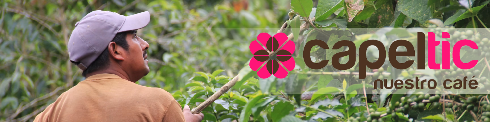 Capeltic Banner - coffee farmer harvesting beans with Capeltic logo