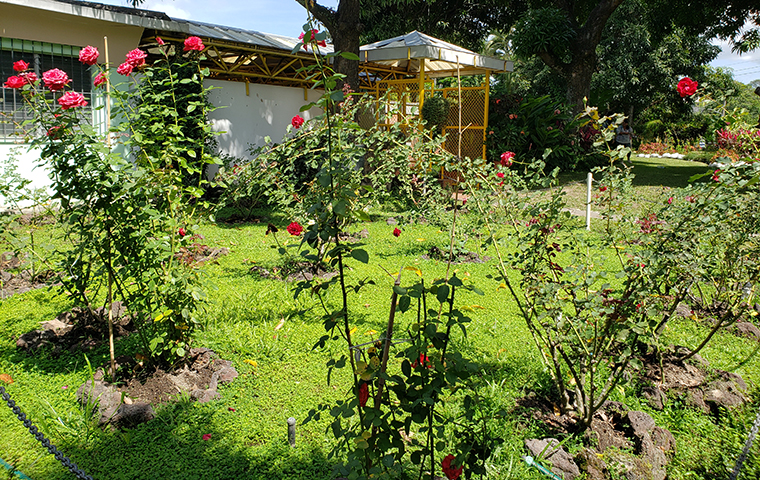 A rose garden has replaced the backyard area of the Jesuit residence where members of the Salvadoran army shot to death five of the Jesuit priests; the sixth priest was killed inside the residence.