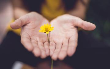 Two hands holding a yellow flower 