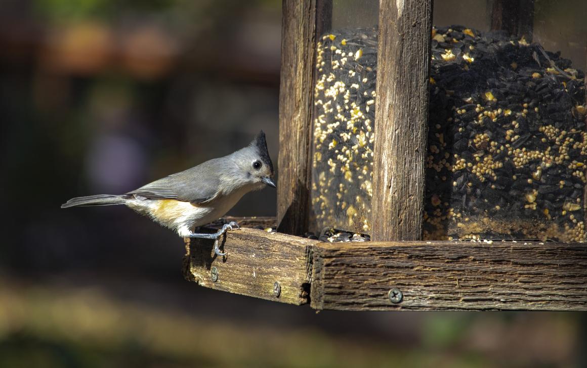 Bird perched on a bird feeder 