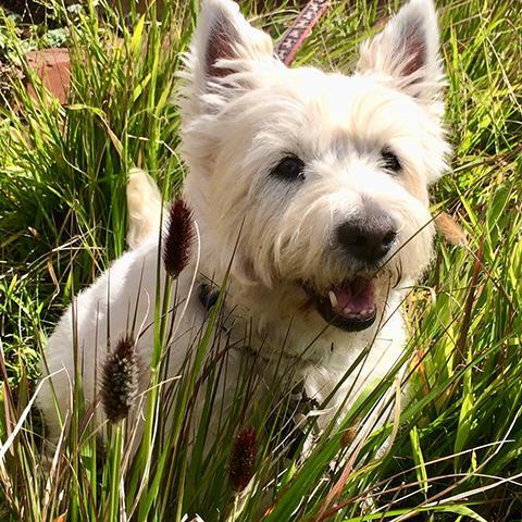 Bobbie, beloved dog of Sally Vance-Trembath image link to story