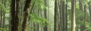 Image of Forest trees 