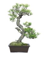 Bonsai image link to story