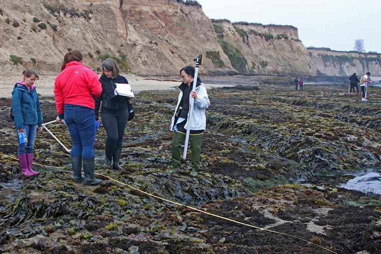 Michelle McCully, Christelle Sabatier and Lianna Wong and BIOL1C TA Francesca Navarro preparing transect lines to measure biodiversity of the rocky intertidal community at Davenport Landing. This summer visit to the field site for the rocky intertidal lab was crucial to planning for our first BIOL1C class.Photograph by Edward Rooks.