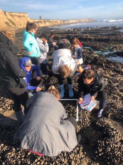 BIOL1C students measuring the biodiversity of the mussel zone at Davenport Landing in Fall 2019. TA Francesca Navarro is ready to address any questions the students might have.