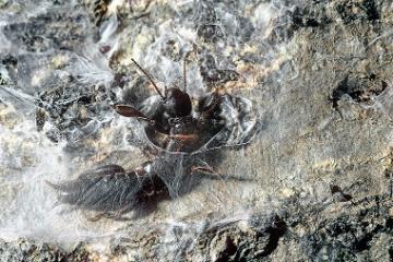 empids image link to story