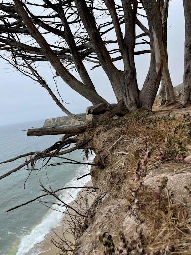 Trees without leaves hanging at the edge of a cliff over a coastline