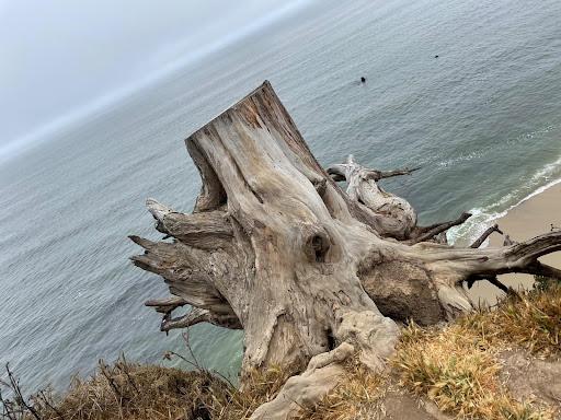 Tree stump on the edge of a cliff with the ocean in the background