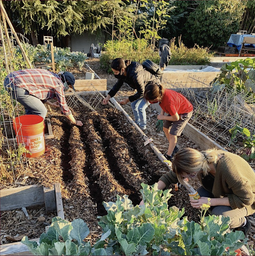 People gardening, planting seeds in soil beds with greenery around.