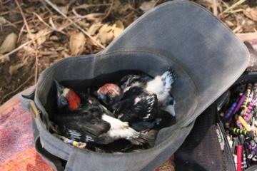 A bucket filled with collected mushrooms in a forest. image link to story