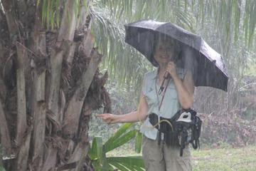 Person with an umbrella standing in heavy rain near trees. image link to story