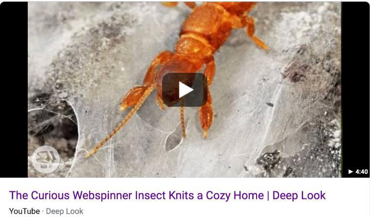 PBS and KQED's Youtube science channel Deep Look presented a video describing behaviors discovered at SCU by J. Edgerly-Rooks, her students and colleagues. The insect shown above spins amazing silk with her front feet. The video won an award in June 2020.