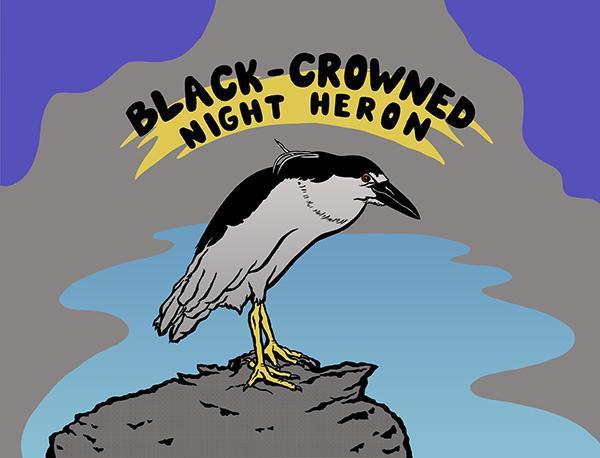 Digital drawing of a black crowned night heron