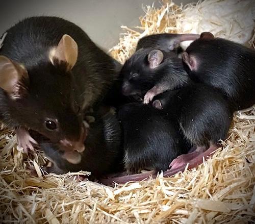 Momma mouse with little babies they are all black