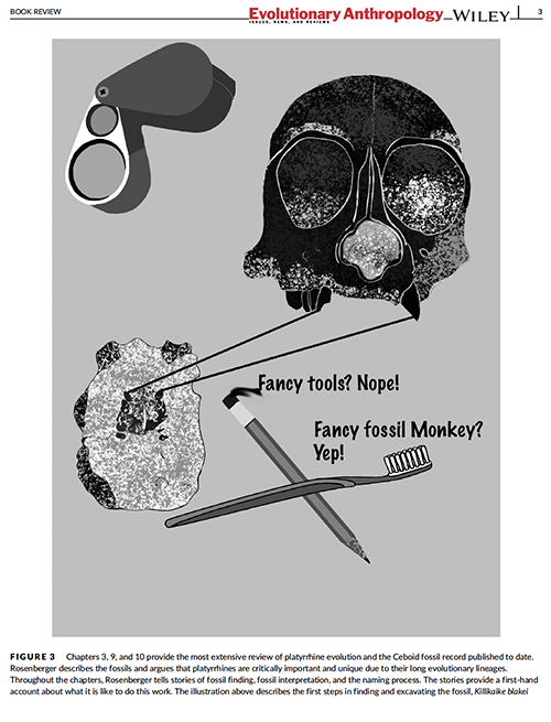 Graphic of anthropology tools and a monkey skull