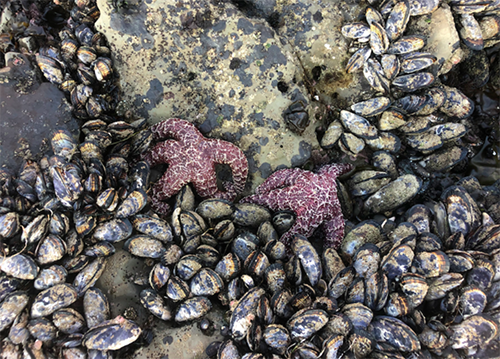 starfish