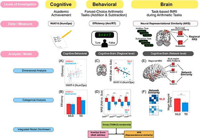 Multi-level analytical framework for investigating individual differences in behavioral, cognitive and neural profiles of differentiation between distinct numerical operations.