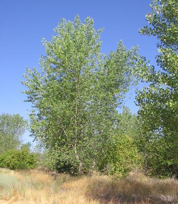 Fremont cottonwood tree