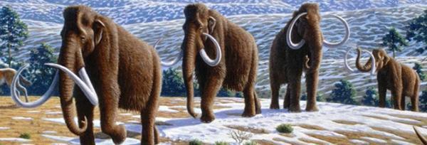 Artist depiction of woolly mammoths in the Arctic