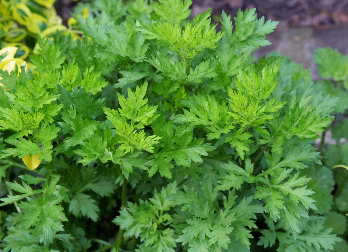 mugwort