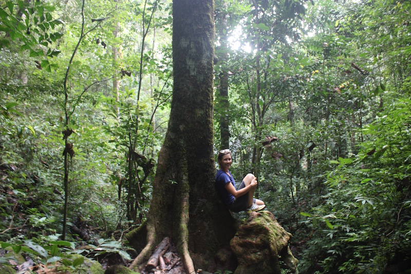 with trees image link to story