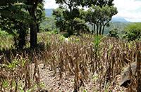Field of dry maize plants with trees in the background.
