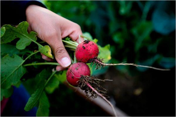 Leslie Gray urban garden