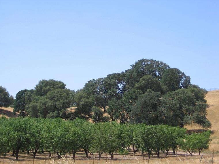 Matzek will design state’s oak woodlands carbon policy