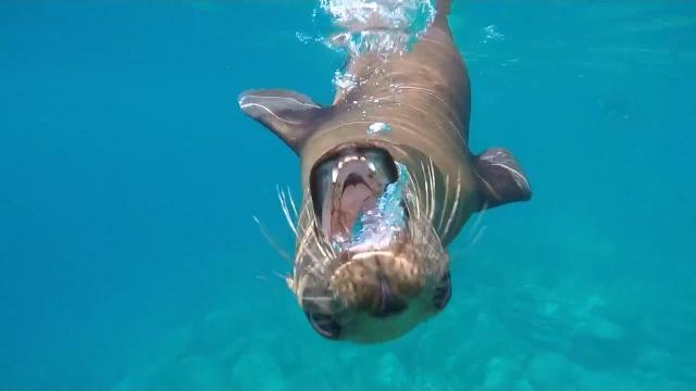 A seal swimming in clear blue water. image link to story
