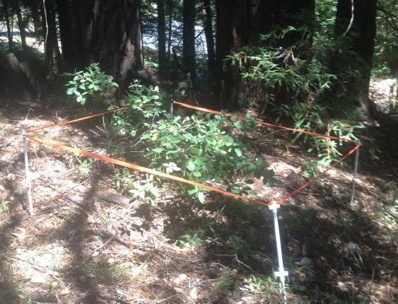 Dense forest area with sunlight filtering through trees, titled 'Matzek Research Plot'. image link to story