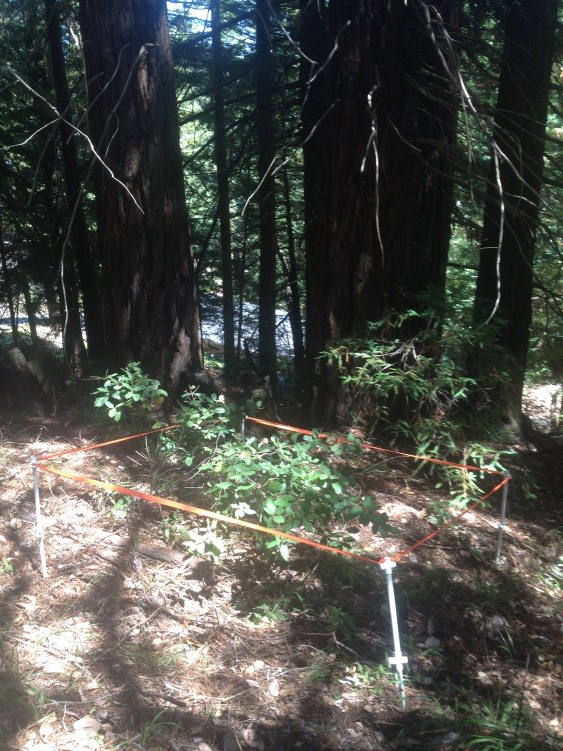Dense forest area with sunlight filtering through trees, titled 'Matzek Research Plot'.