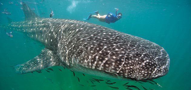 Whale shark: Courtesy of the Smithsonian Magazine
