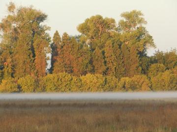 Morning fog at the edge of riparian forests on the Sacramento River. Photo by Marciel Oliveira, used with permission.