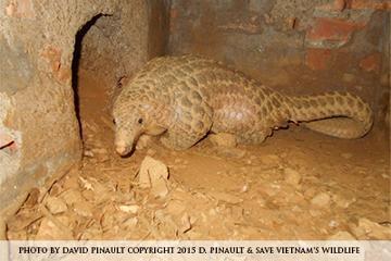 A pangolin walking in a sandy burrow. image link to story