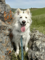 White husky mix dog with tongue hanging out