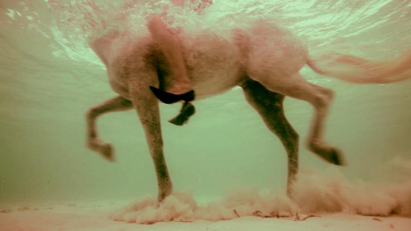 horse underwater (head not visible above the water) and female riding the horse with only her legs visible