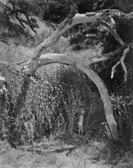 Black-and-white photo of a child in a forested area.