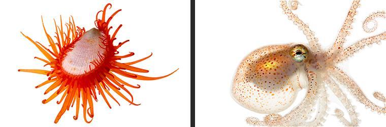 Left: Bright orange Fragile File Scallop. Left: Transparent-looking octopus with orange dots.