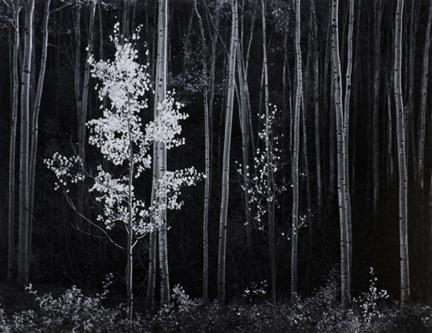 Black and white photograph of slender trunks of trees in foreground, two small foreground trees with light shining on the leaves. Background trees are dark.