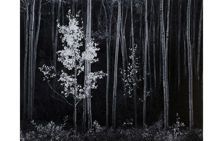 Black and white photograph of slender trunks of trees in foreground, two small foreground trees with light shining on the leaves. Background trees are dark.