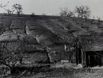 Black and white photograph of hillside that is dry and cracked. Dilapidated barn to right with broken chair leaning against corner of it. A few scattered rows of leafless trees. 