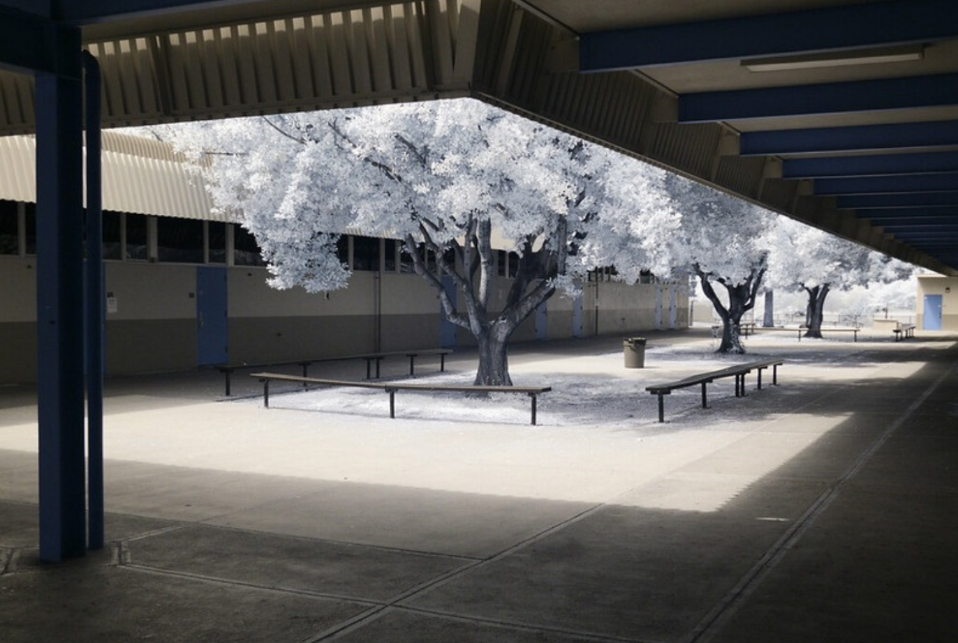 White trees and outdoor school courtyard image