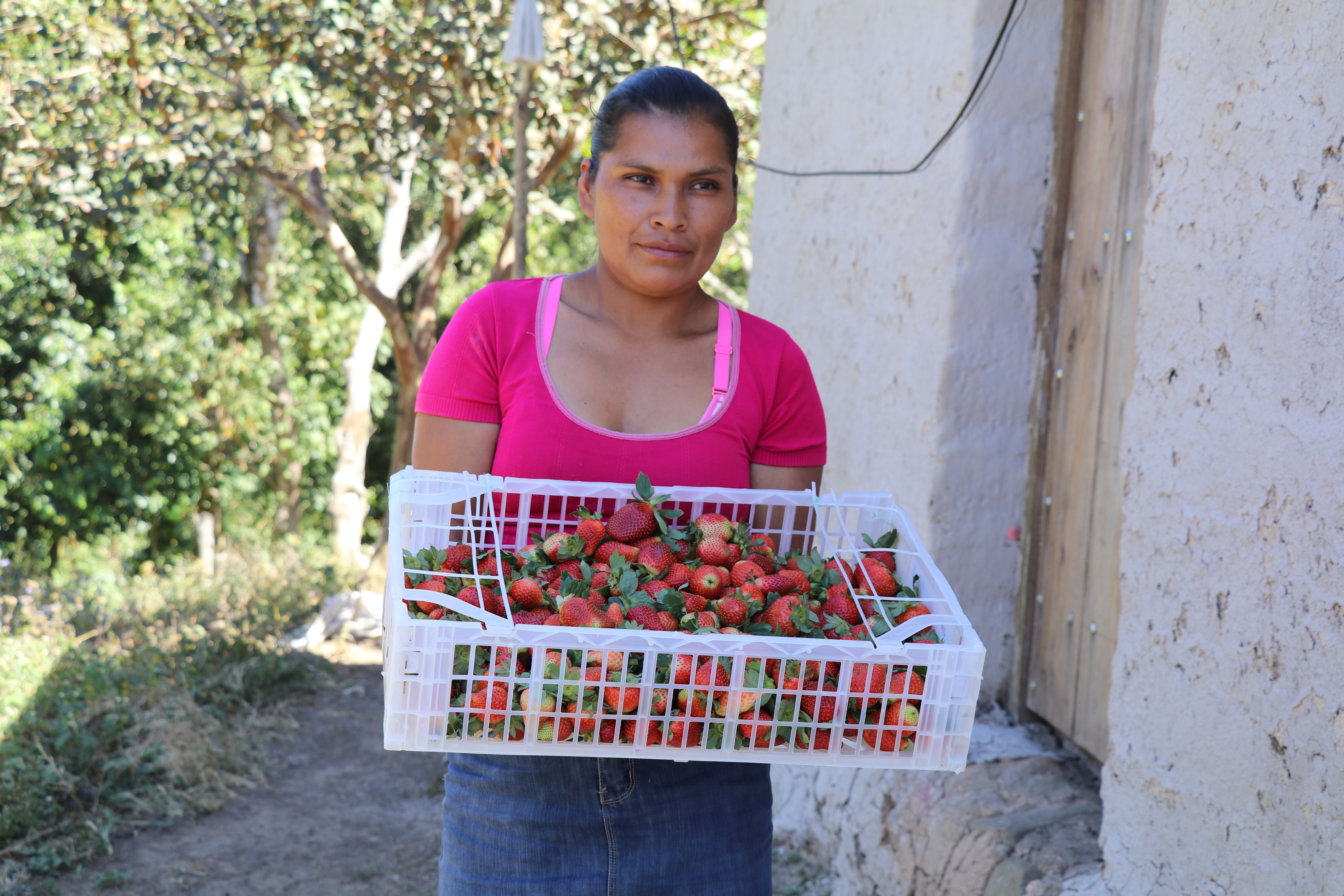 girl holding strawberry harvest