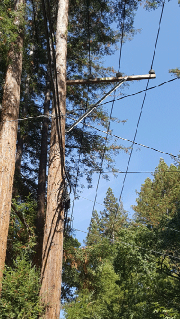 Electric and telecom lines attached to a tree, Santa Cruz Mountains, 2016